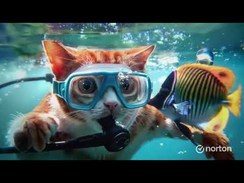 What is Norton 360? Demo & tutorial video.